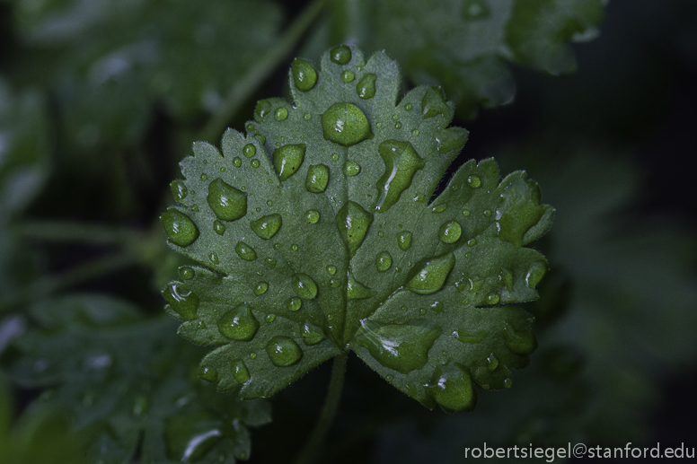 water on leaf